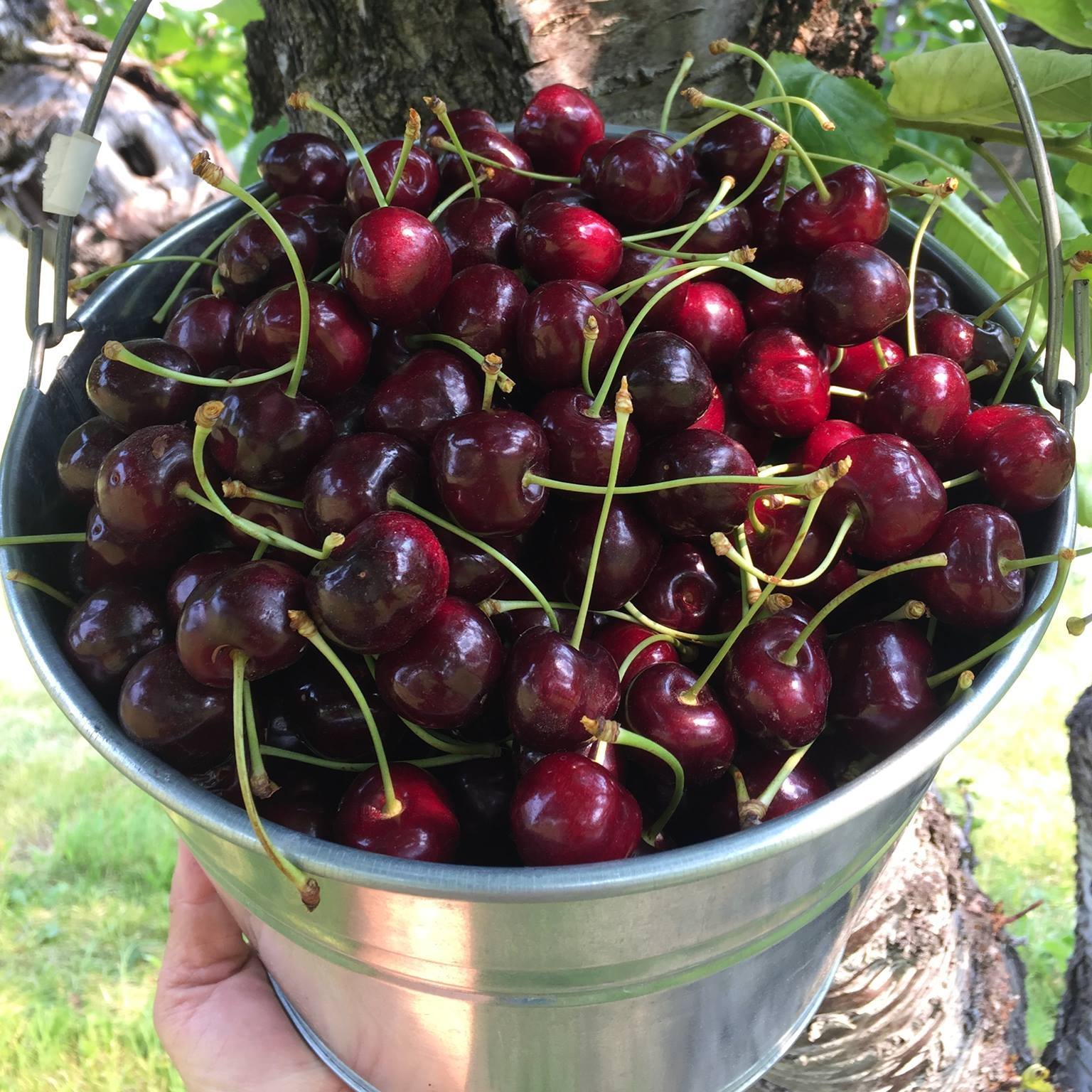 Kuipers Family Fruit Farm Kelowna, BC Okanagan Local