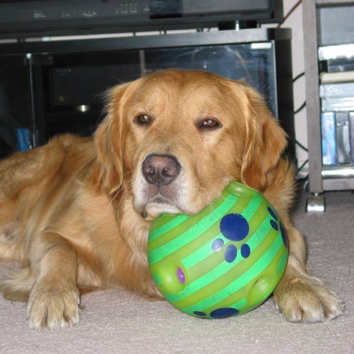 AJ's Pets & Things Vernon, BC Okanagan Local