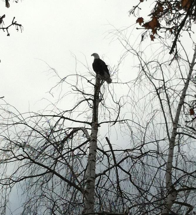 Spallumcheen Golf & Country Club Vernon, BC Okanagan Local