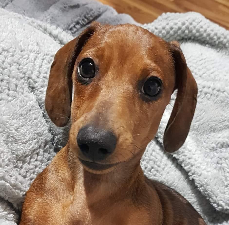 Riverside Small Animal Hospital Kamloops, BC Okanagan Local